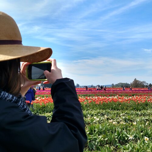 Julia taking a photo of tulips as they seemingly stretch out to the horizon