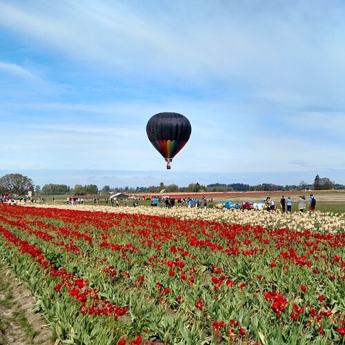A hot air balloon lifting off behind rows of tulips
