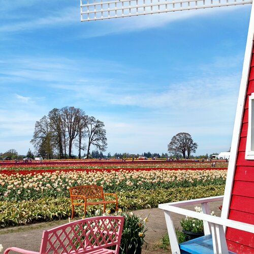 A pink bench bordered by a windmill and facing a field of tulips